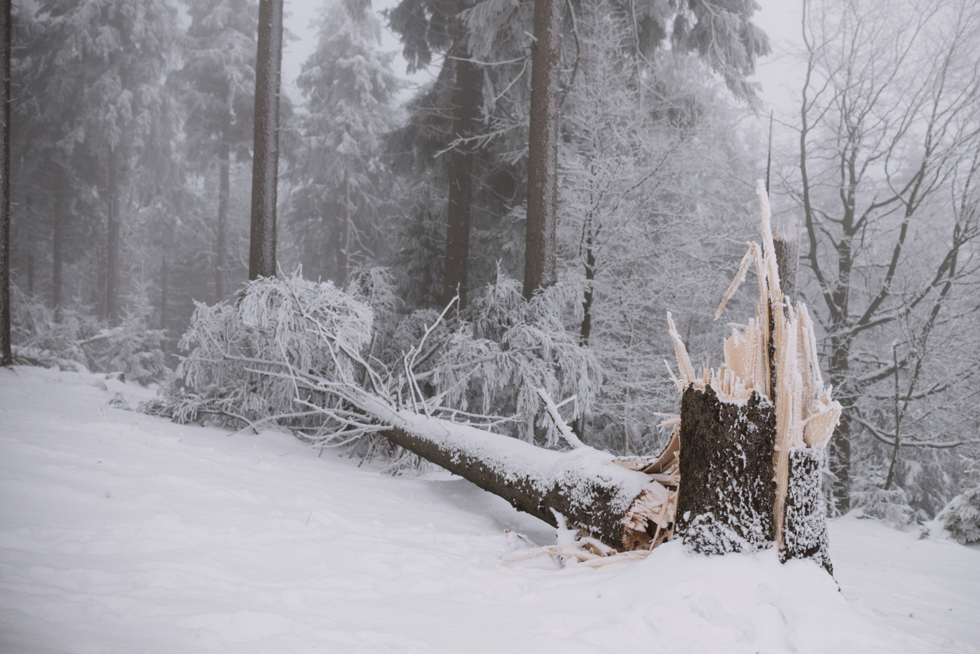 A tree covered in snow, fallen over in the forest during winter.