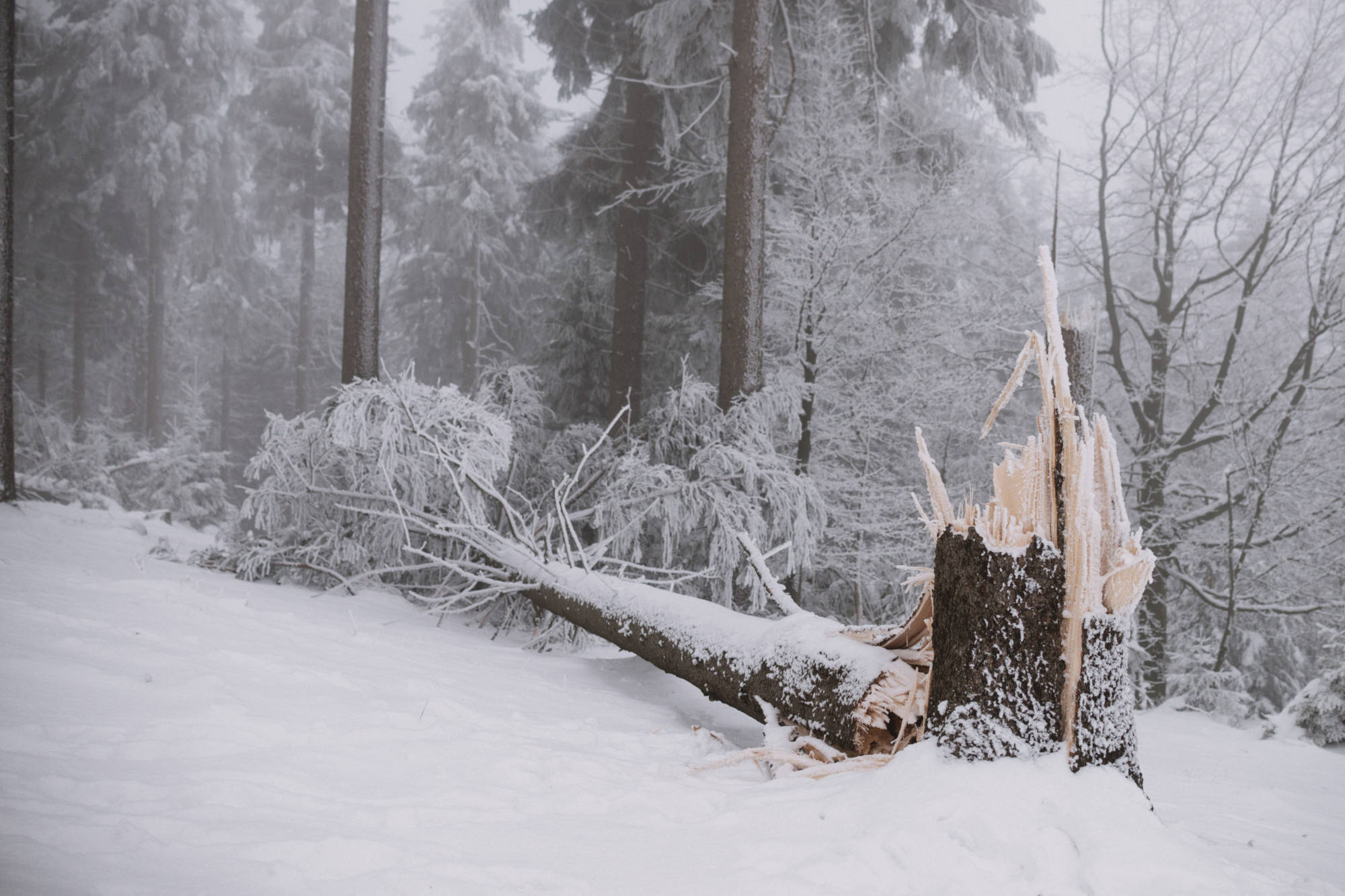 A tree fallen over after a winter strom