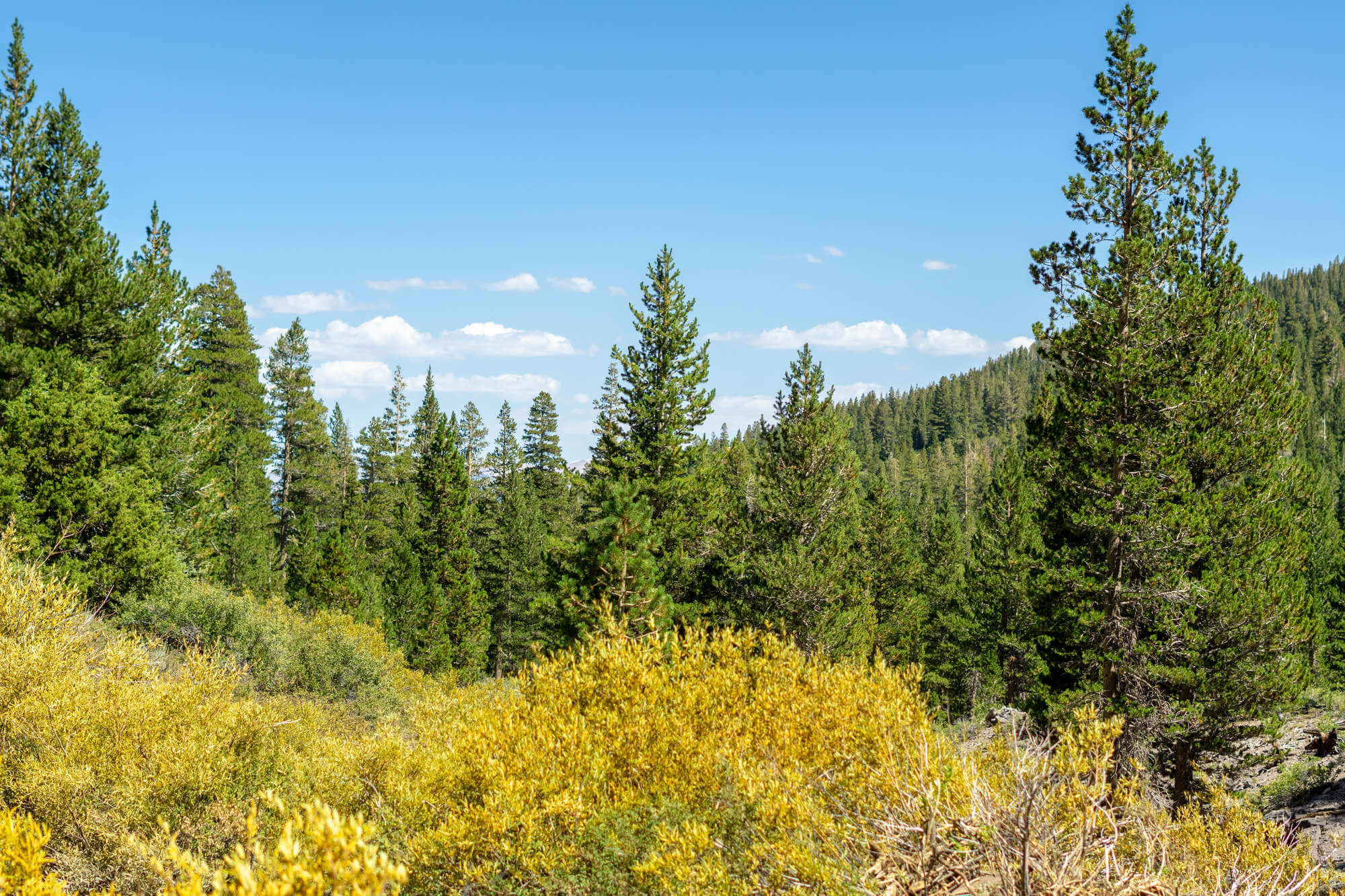 Pine trees mountain landscape