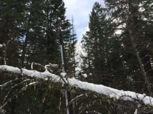 Tree Falling on Power Lines