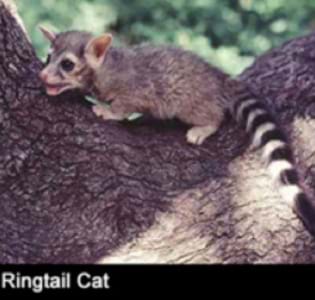 Ringtail Cate
