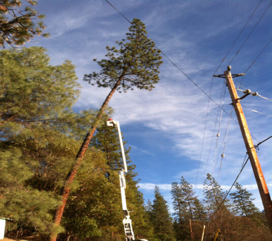 Tree leaning against a powerline, with a white crane ready to trim it